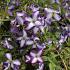 Clematis I Am Lady J
