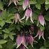 Clematis I Am Red Robin