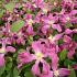 Clematis Inspiration