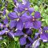 Clematis 'Jackmanii'