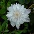 Clematis 'Jackmanii Alba'