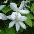 Clematis 'Jackmanii Alba'