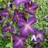 Clematis Jackmanii Purpurea