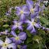 Clematis 'Jenny'