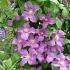 Clematis Jolly Good