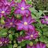 Clematis 'Kakio'