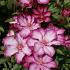 Clematis Liberty