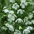Clematis 'Maria Cornelia'