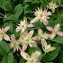 Clematis 'Marjorie'