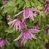 Clematis 'Markham's Pink'