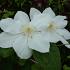 Clematis 'Mevrouw Le Coultre'