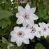 Clematis 'Miss Bateman'