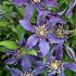 Clematis Mississippi River