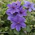 Clematis Mon Amour