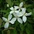 Clematis montana