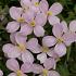 Clematis mont. rubens