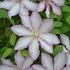Clematis Morning Star
