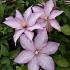 Clematis Morning Star