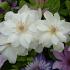 Clematis 'Mrs George Jackman'