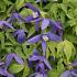 Clematis 'Pamela Jackman'