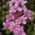 Clematis Paradiso