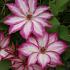 Clematis Picotee