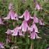 Clematis 'Pink Delight'