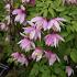 Clematis 'Pink Flamingo'