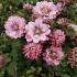 Clematis Pink Passion