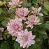 Clematis Pink Passion