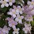 Clematis 'Pink Perfection'