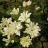 Clematis 'Primrose Star'