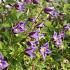 Clematis Prince William