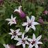 Clematis Princess Kate