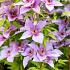 Clematis Proud Mary