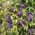Clematis 'Purple Spider'