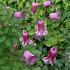 Clematis Queen Mother