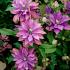 Clematis Rollercoaster