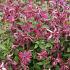 Clematis Rosalyn