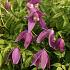 Clematis 'Ruby'