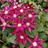 Clematis So Many Red Flowers