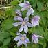 Clematis Star River