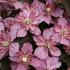Clematis 'Sunrise'
