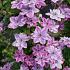 Clematis Super Cute