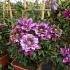 Clematis Temptation