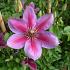 Clematis Temptation
