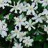 Clematis White Arabella