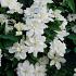 Clematis White Arabella