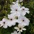 Clematis White Pearl