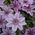 Clematis 'Nelly Moser'